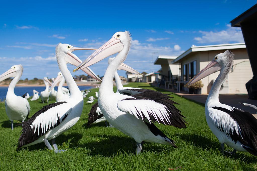 Modra'S Apartments Tumby Bay Exterior foto
